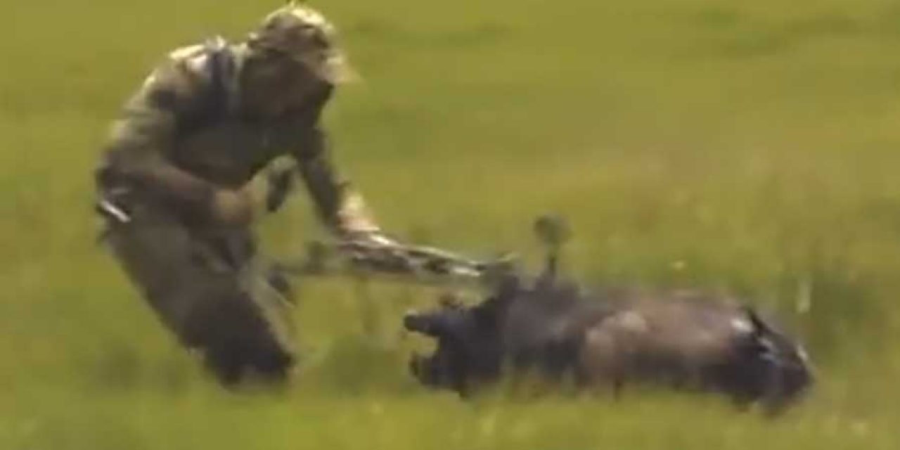 Video: In Case You Needed Proof Wild Hogs are Dangerous