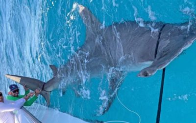 Video: Is This 14-Foot Hammerhead Shark the New World Record?