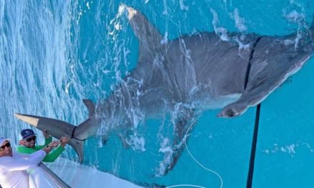 Video: Is This 14-Foot Hammerhead Shark the New World Record?