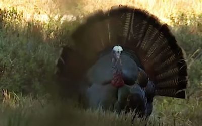 Video: Michael Waddell Drops Jet-Black Osceola Turkey