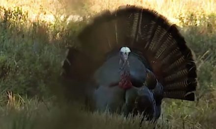 Video: Michael Waddell Drops Jet-Black Osceola Turkey