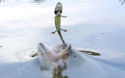 Video: Monster Bass Strike Waterdogs in Slow Motion
