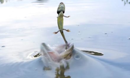 Video: Monster Bass Strike Waterdogs in Slow Motion