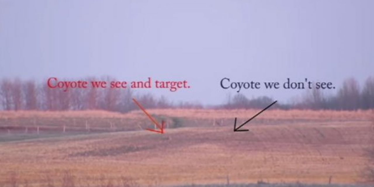 Video: This Might Be the Longest Coyote Kill Shot We’ve Seen