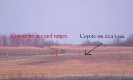Video: This Might Be the Longest Coyote Kill Shot We’ve Seen