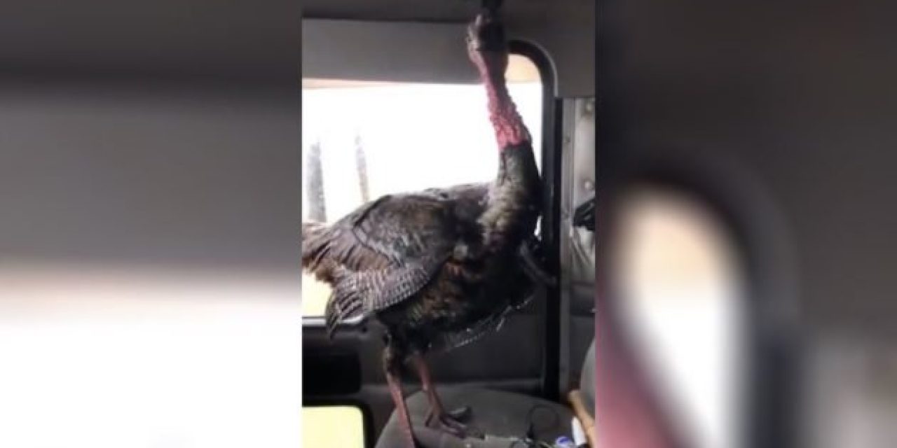 Video: Wild Turkey Smashes Through Windshield, Hops in Passenger Seat