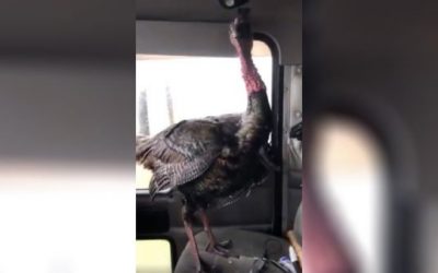 Video: Wild Turkey Smashes Through Windshield, Hops in Passenger Seat
