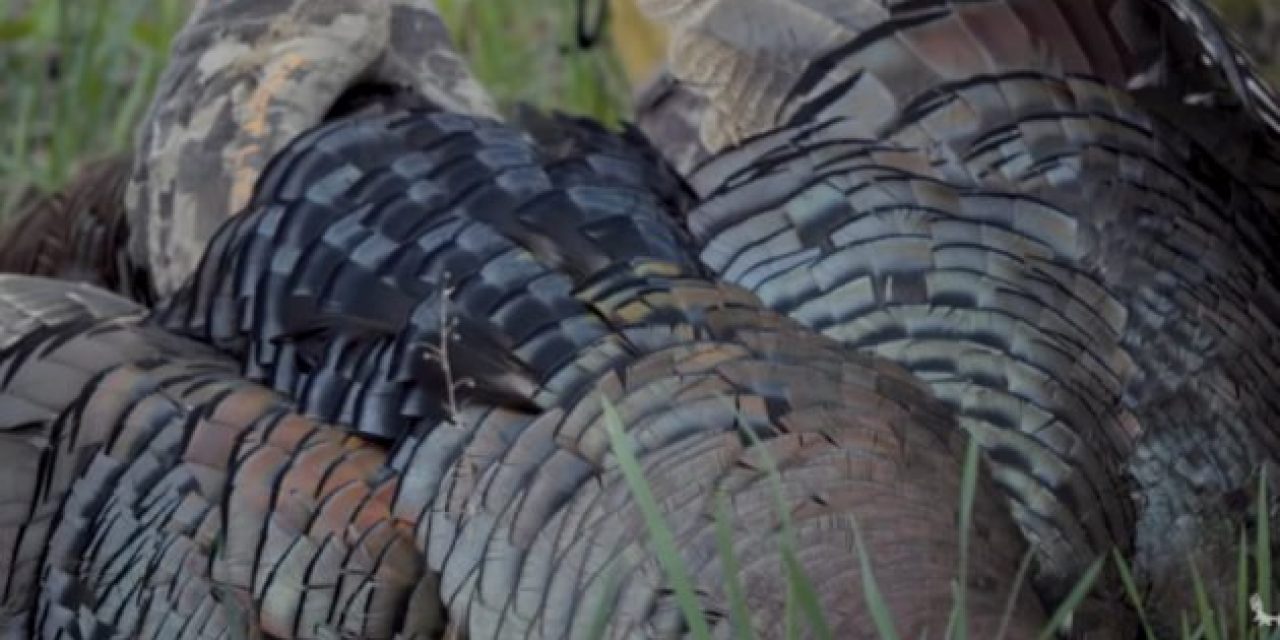 Watch: Janis from MeatEater Finally Gets His Michigan Turkey