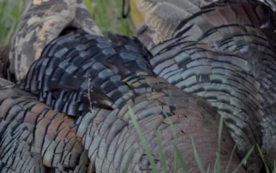 Watch: Janis from MeatEater Finally Gets His Michigan Turkey