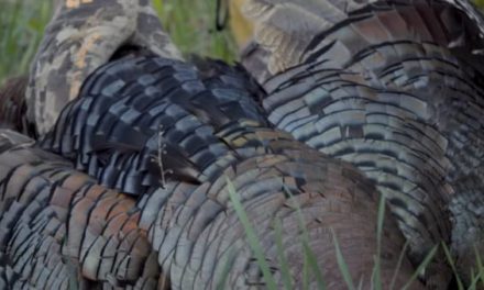 Watch: Janis from MeatEater Finally Gets His Michigan Turkey