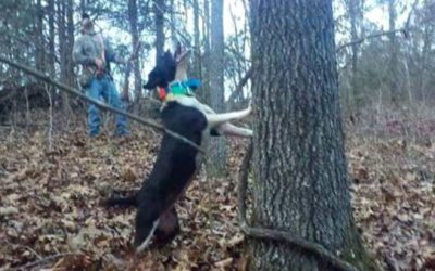 What Makes a Good Squirrel Hunting Dog?