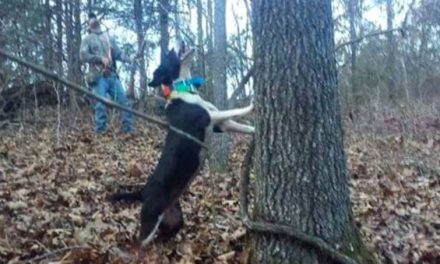 What Makes a Good Squirrel Hunting Dog?