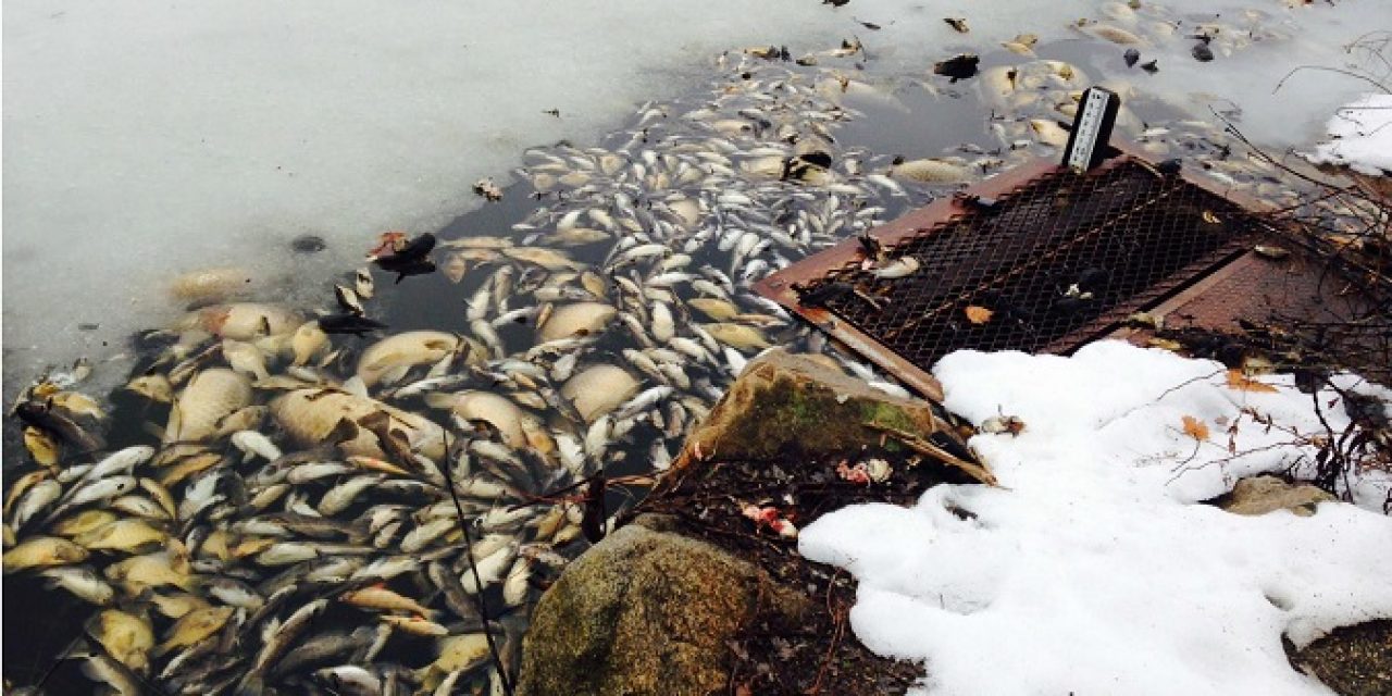 Winter Fish Kills May be Common as Ice Retreats