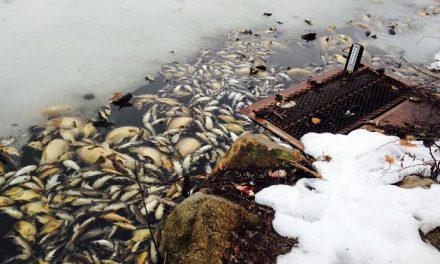 Winter Fish Kills May be Common as Ice Retreats