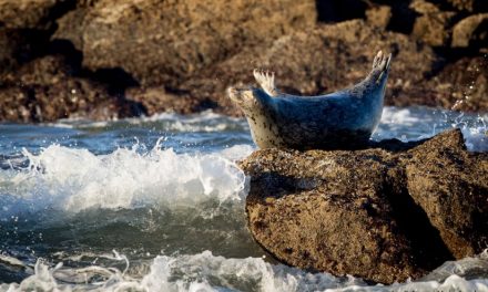 Yaquina Head Outstanding Natural Area