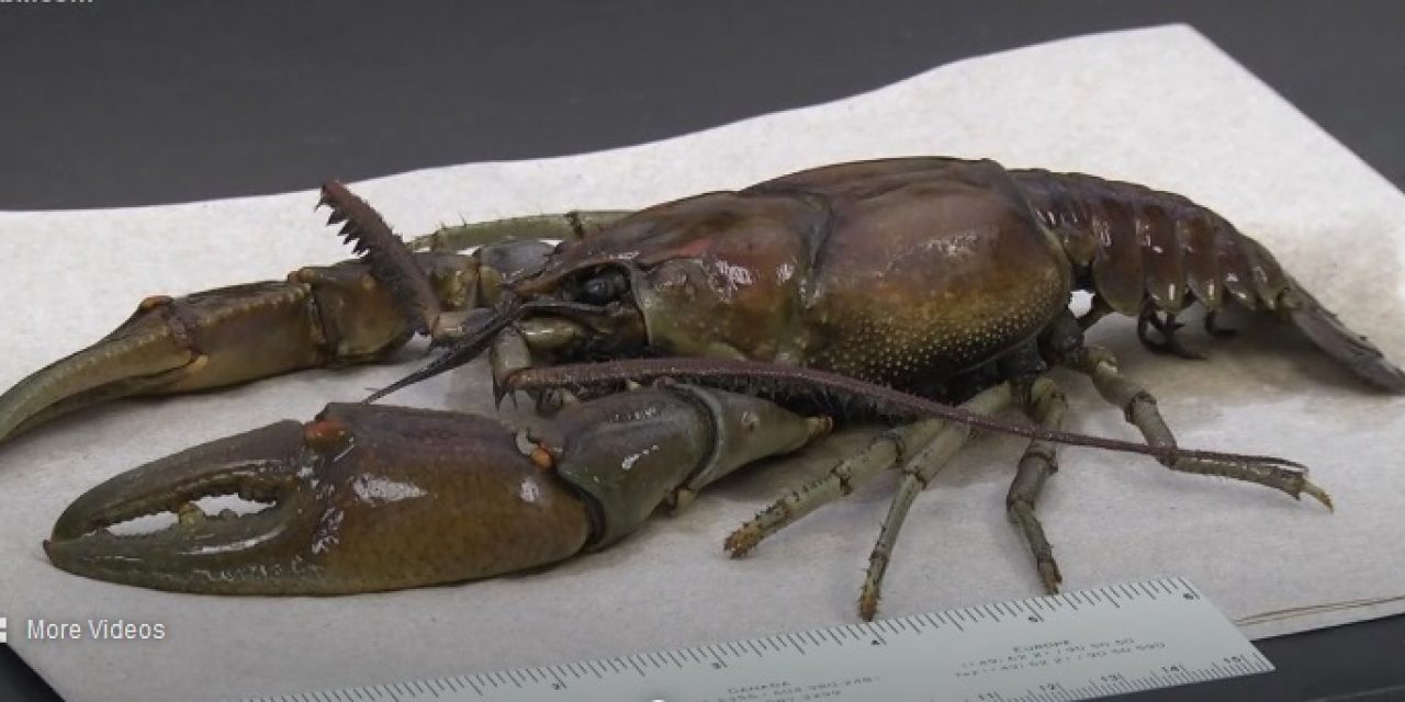 10 Inch Long Kentucky Crayfish