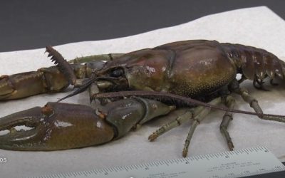 10 Inch Long Kentucky Crayfish
