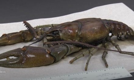 10 Inch Long Kentucky Crayfish