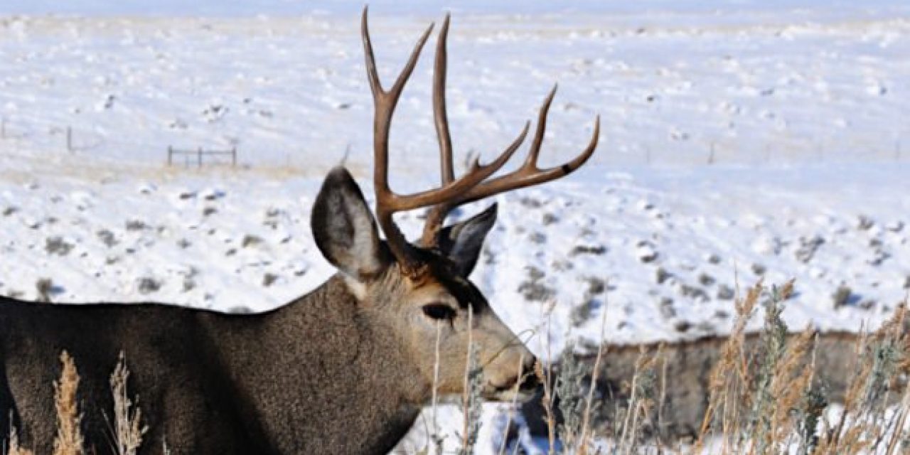 10 Ways to Experience the Best of America’s Big Game Hunting