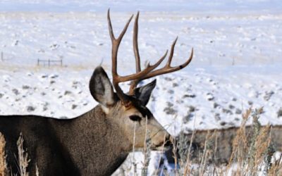 10 Ways to Experience the Best of America’s Big Game Hunting