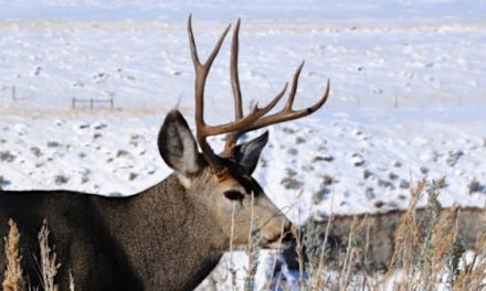 10 Ways to Experience the Best of America’s Big Game Hunting