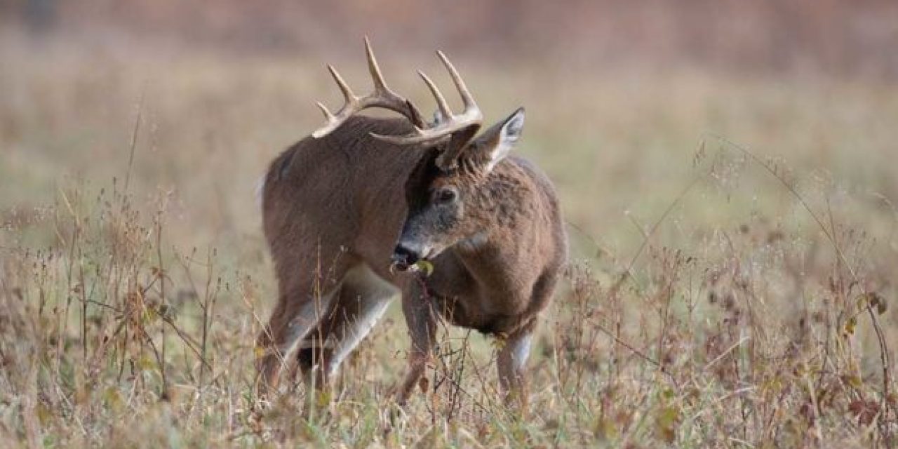 2018-19 Pennsylvania Deer Harvest Was the Best in 14 Years