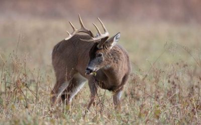 2018-19 Pennsylvania Deer Harvest Was the Best in 14 Years