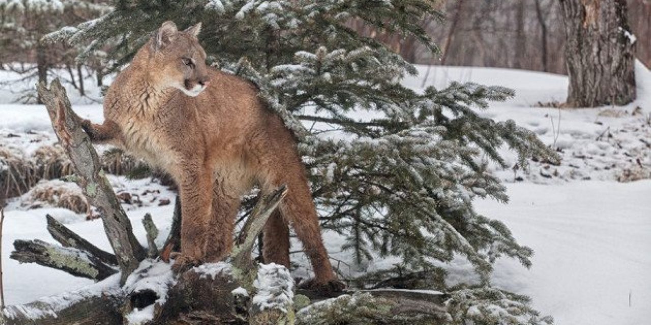 3 Sentenced in Illegal Mountain Lion Hunt in Yellowstone