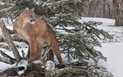 3 Sentenced in Illegal Mountain Lion Hunt in Yellowstone