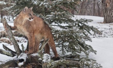 3 Sentenced in Illegal Mountain Lion Hunt in Yellowstone