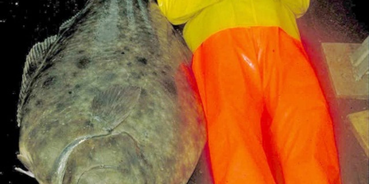 7 Reasons Why Size Matters for Halibut