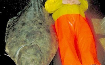 7 Reasons Why Size Matters for Halibut