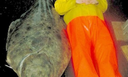 7 Reasons Why Size Matters for Halibut