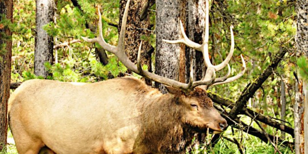 An Explanation of the Supreme Court’s Decision on the Wyoming Elk Hunting Case