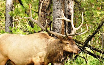 An Explanation of the Supreme Court’s Decision on the Wyoming Elk Hunting Case