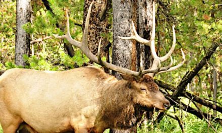 An Explanation of the Supreme Court’s Decision on the Wyoming Elk Hunting Case