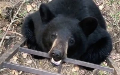 Bear Gnaws on Treestand Ladder While Hunter Laughs It Off