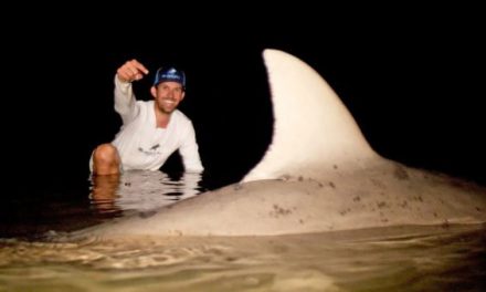 BlacktipH Lands Monster Bull Shark in River