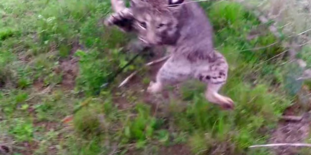 Bobcat Attacks Tim Wells After Shoots It With an Arrow