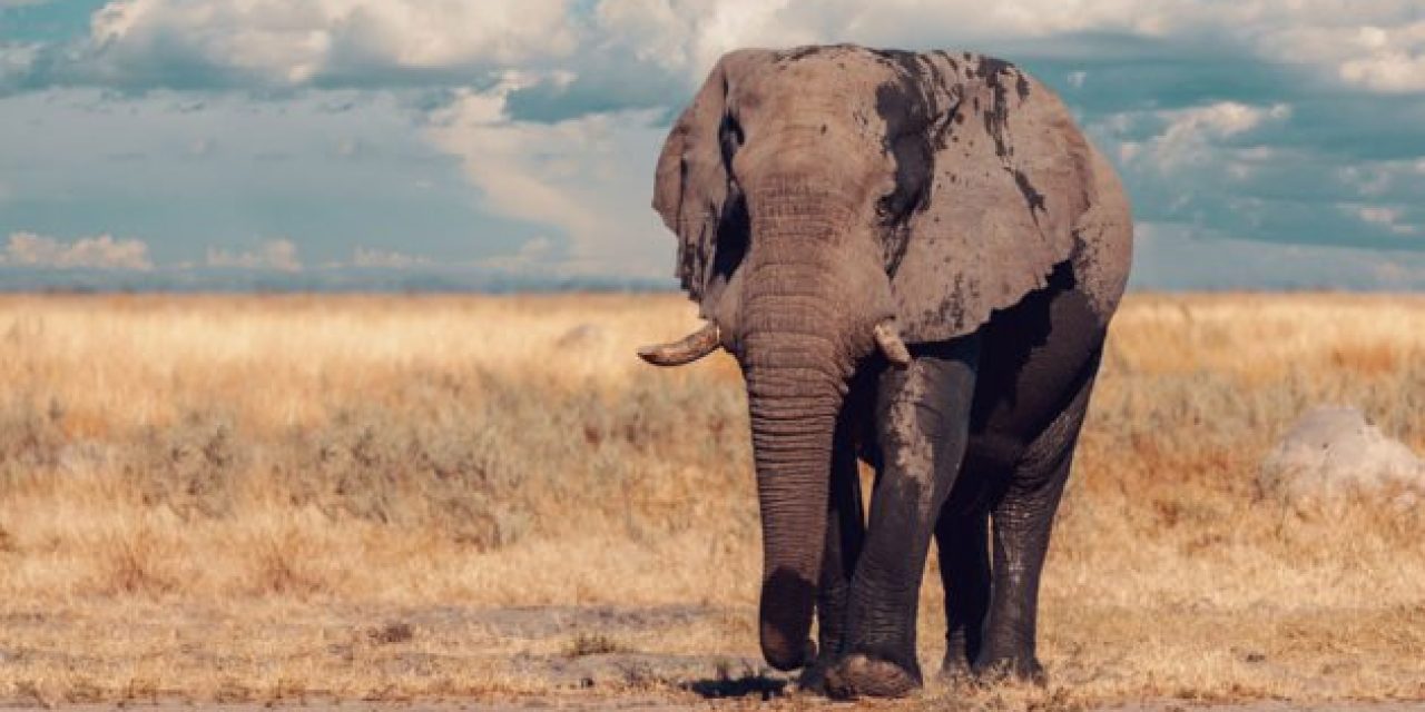 Botswana Lifts 5-Year Ban on Elephant Hunting