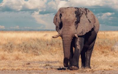 Botswana Lifts 5-Year Ban on Elephant Hunting
