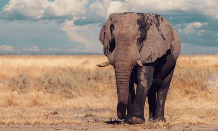 Botswana Lifts 5-Year Ban on Elephant Hunting