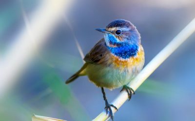 Calling All Bird Photographers