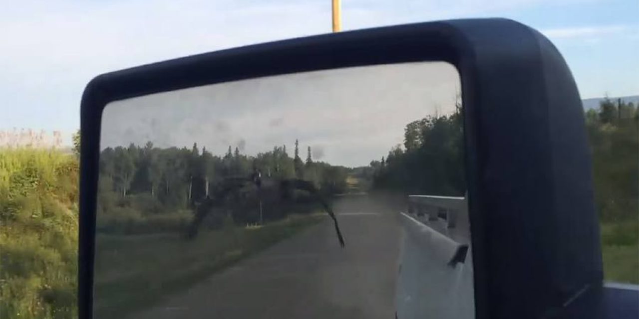 Canada Goose Follows Good Samaritan in Truck All the Way to the Lake