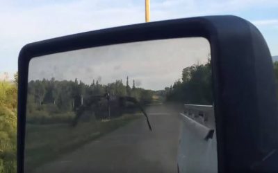 Canada Goose Follows Good Samaritan in Truck All the Way to the Lake