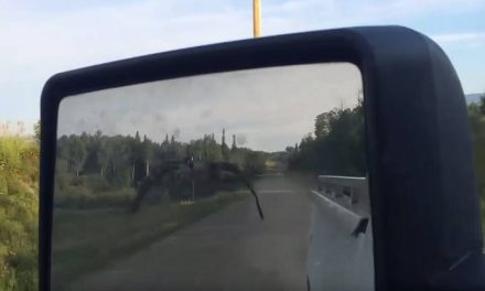 Canada Goose Follows Good Samaritan in Truck All the Way to the Lake