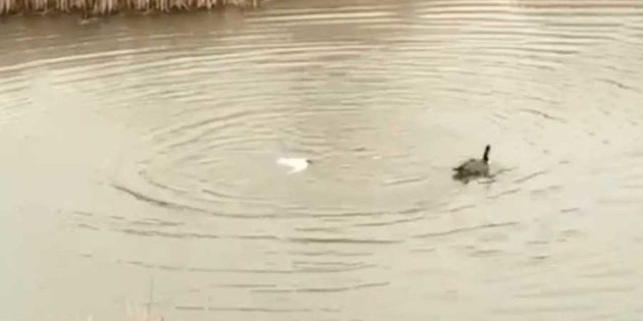 Canada Goose Utterly Destroys Invading Tern