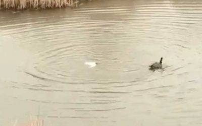 Canada Goose Utterly Destroys Invading Tern