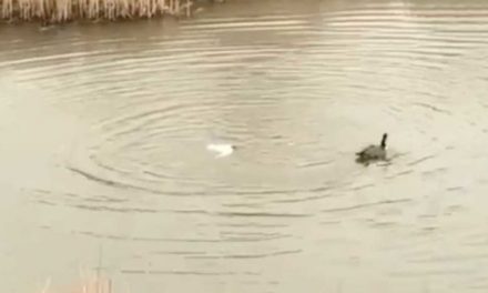 Canada Goose Utterly Destroys Invading Tern