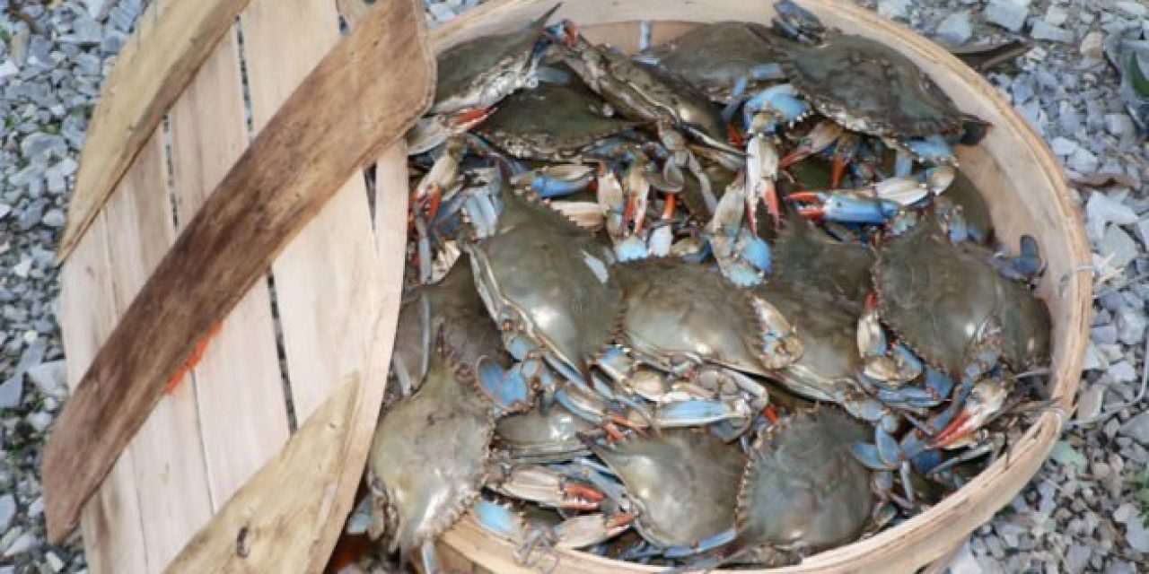 Chesapeake Bay Blue Crab Population Sees 60-Percent Increase